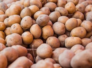 В Приморье запретили ввоз китайского картофеля из-за опасной болезни 